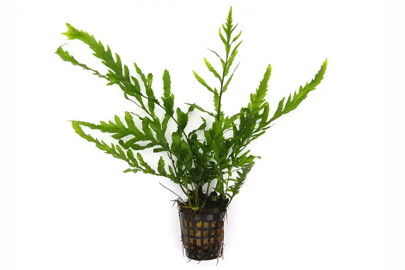 Kongowasserfarn, Bolbitis heudelotii, im Topf