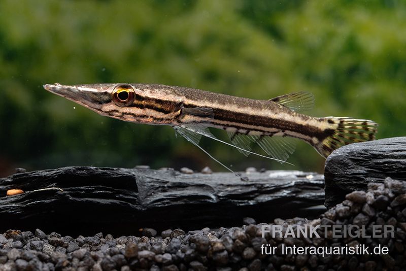 Hechtkopf, Luciocephalus pulcher