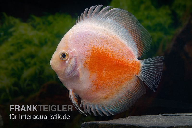 Diskusfisch ASIA-NZ, Symphysodon discus  Red White, 2 Zoll, 5-6 cm