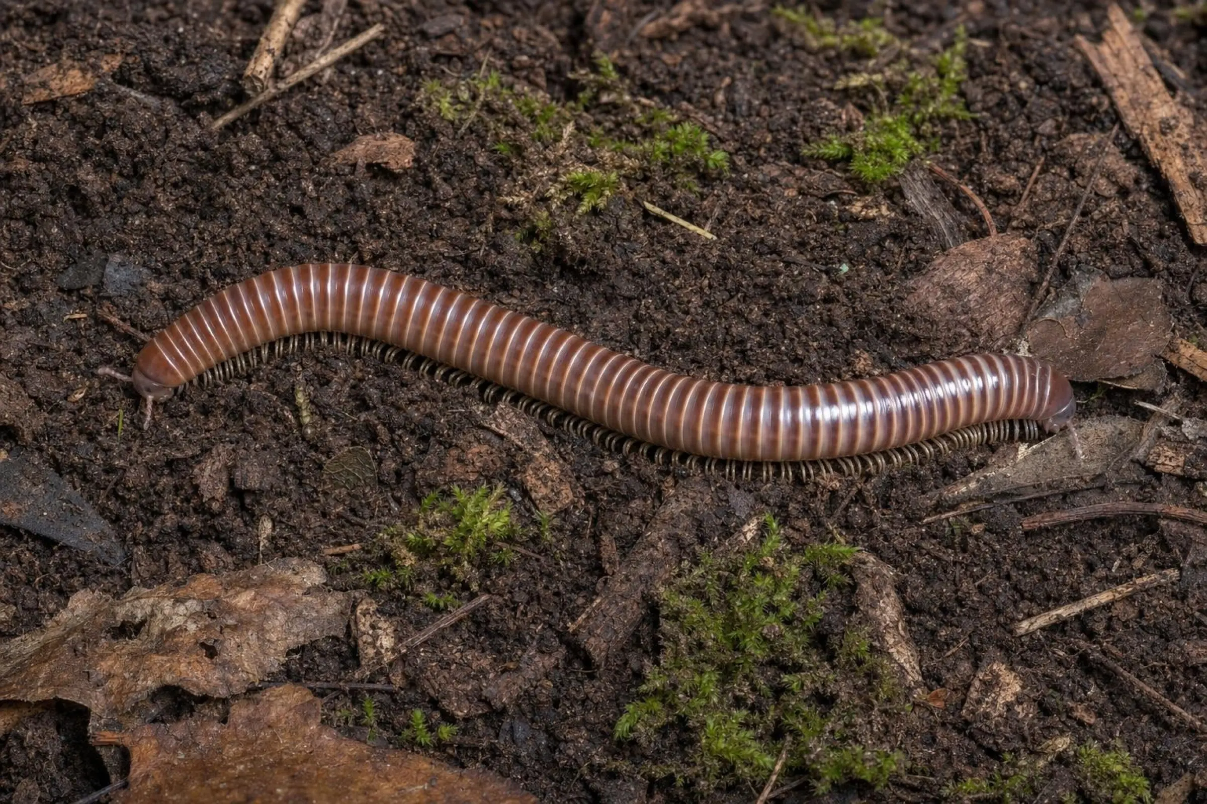 Tropischer Rundtausendfüßer, Rhinocricus spec.