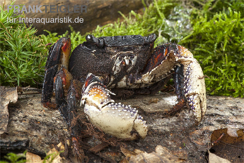 Große Mangrovenkrabbe, Goniopsis pelii, Zufällig ausgewählt