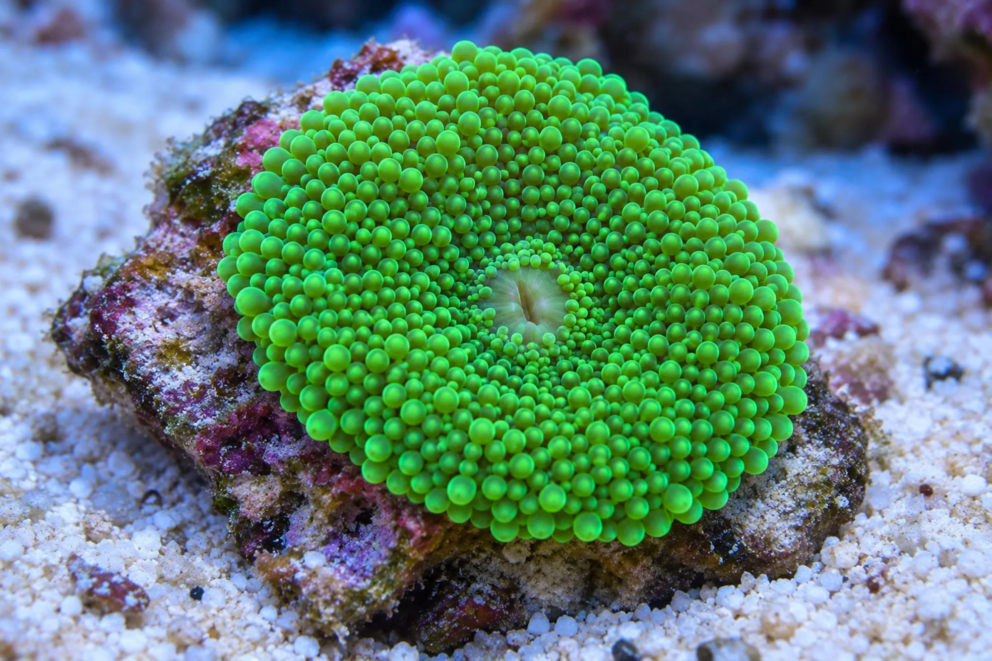 Florida-Scheibenanemone „Grün“, Ricordea florida, 1 Polyp