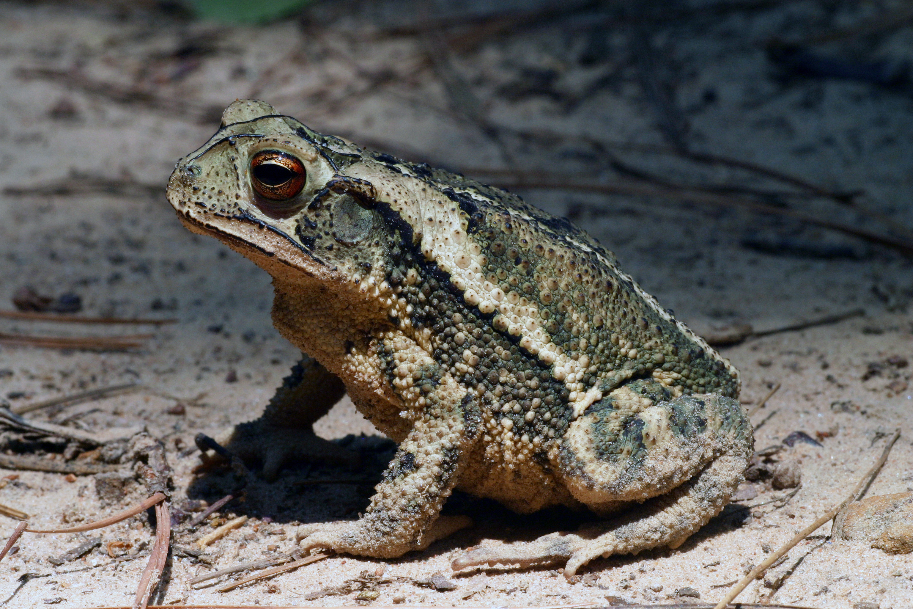 Golfküstenkröte, Incilius valliceps (Bufo valliceps)
