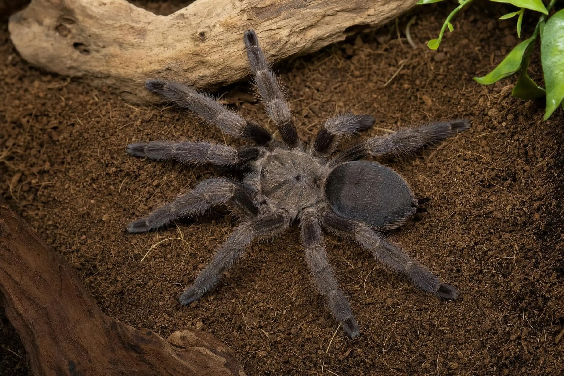 Kupferfarbene Baumvogelspinne, Tapinauchenius cupreus