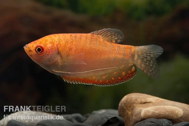Goldfadenfisch rotgold, Trichogaster trichopterus