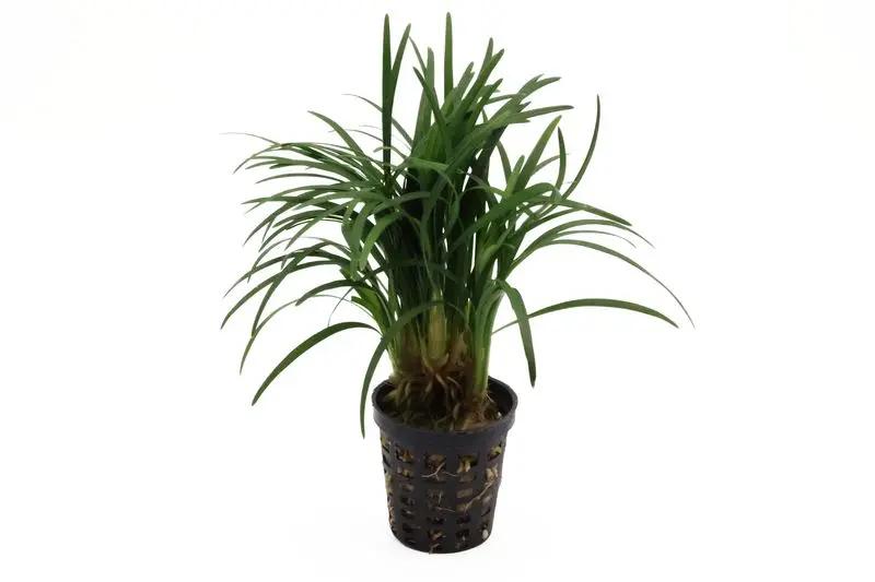 Japanischer Zwergschlangenbart, Ophiopogon japonicus "Kyoto Minima"