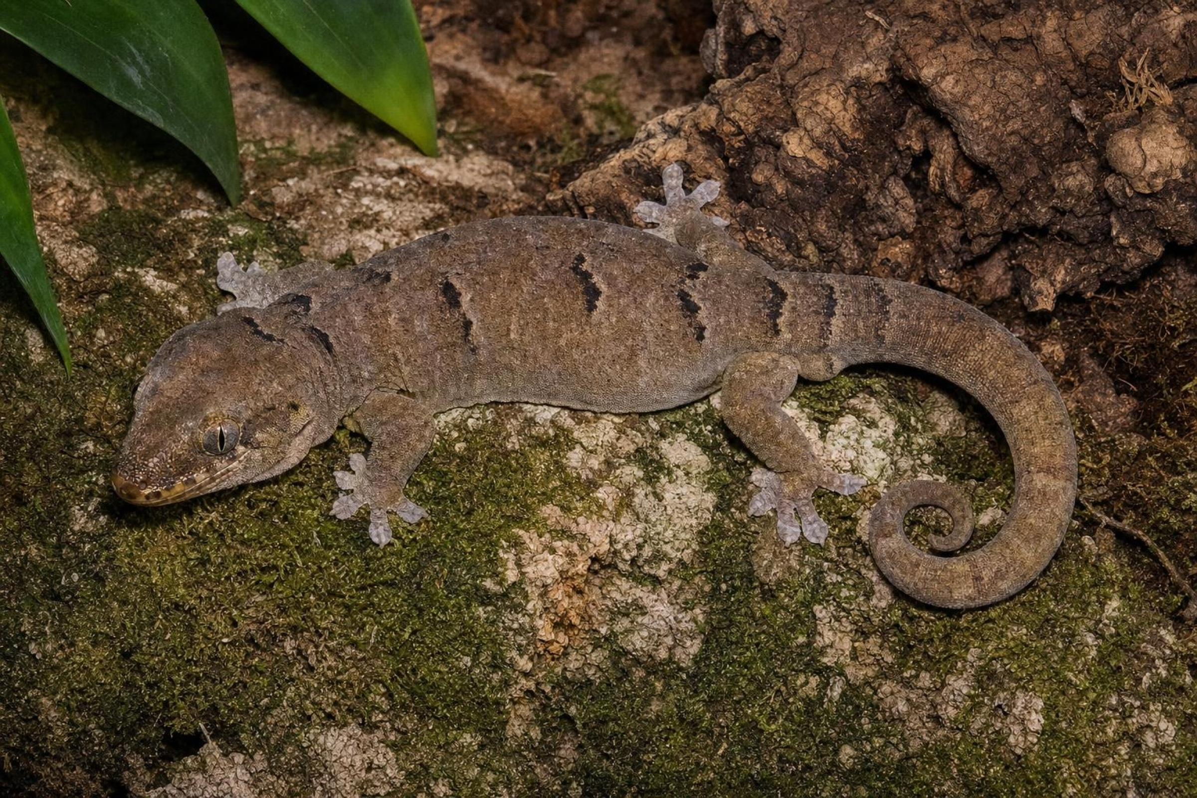 Robuster Waldgecko aus Nachzucht, Bavayia robusta