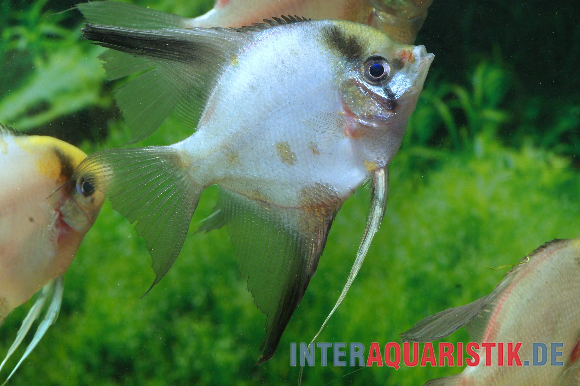 Silberner Skalar im Pflanzenaquarium Silberner Skalar im Aquarium vor Pflanzen