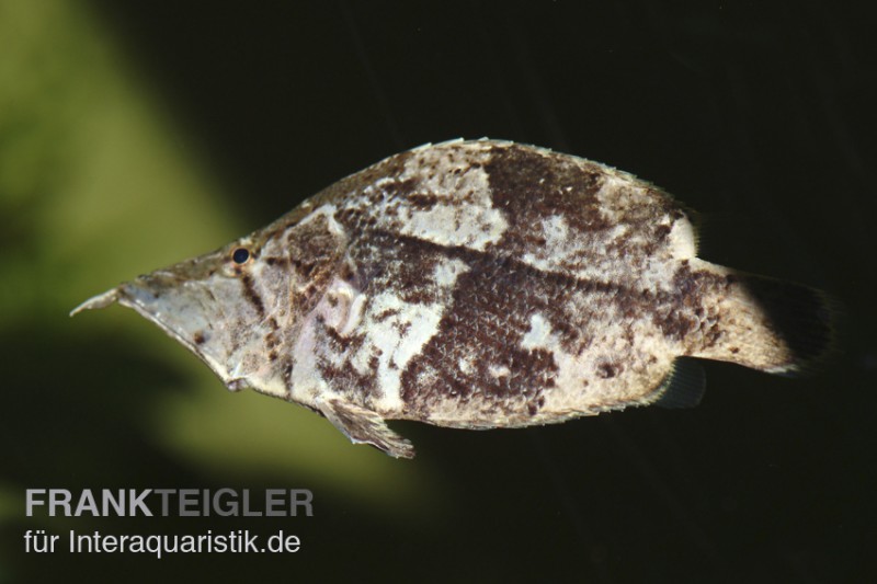 Blattfisch, Monocirrhus polyacanthus