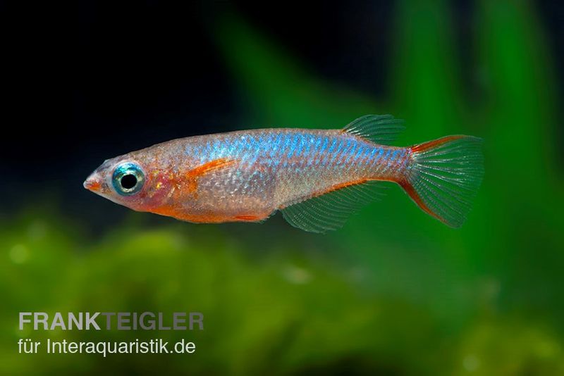 Neon-Reisfisch, Oryzias woworae