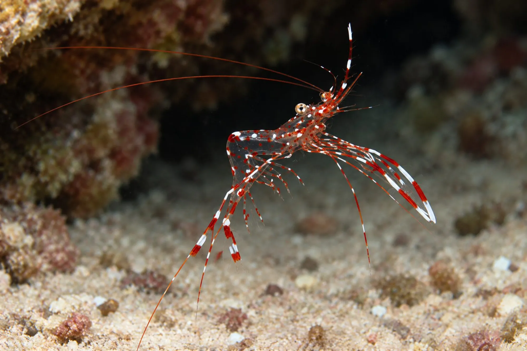 Bruun´s Partnergarnele, Urocaridella antonbruunii