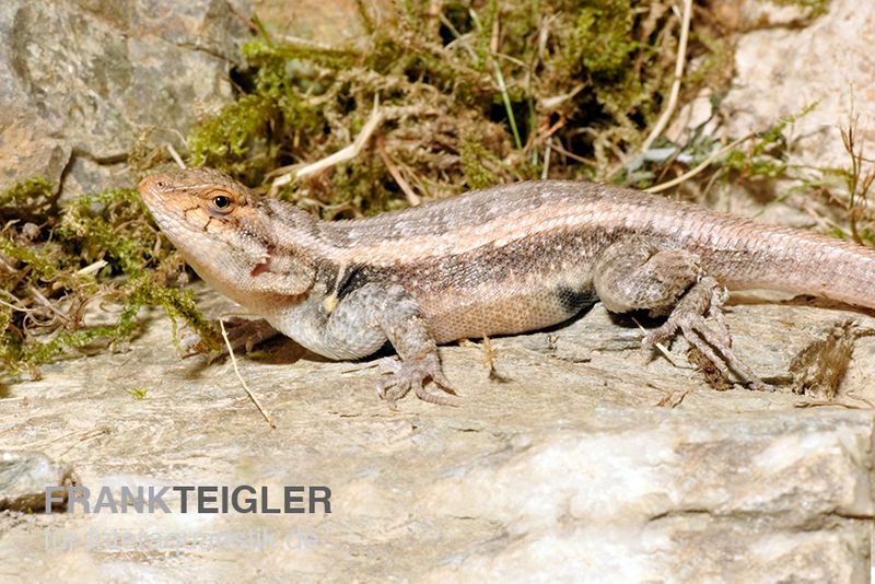 Pinkbauch-Stachelleguan, Sceloporus variabilis, Ohne Geschlechtsauswahl