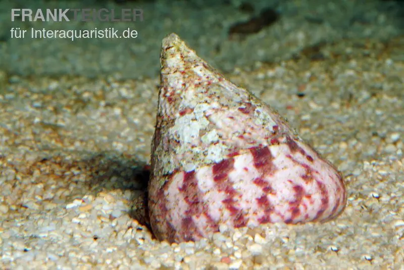 Rötliche Kreiselschnecke, Trochus histrio