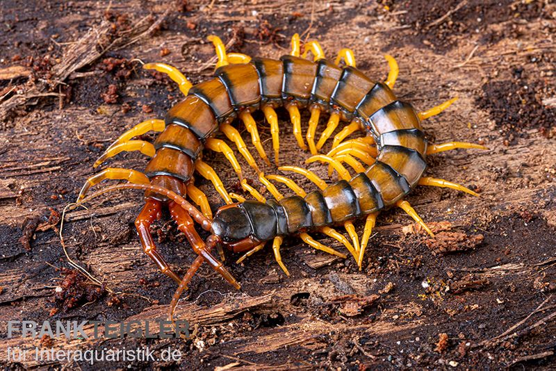 Trigonopodus-Hundertfüßer, Ethmostigmus trigonopodus Niger, Orange