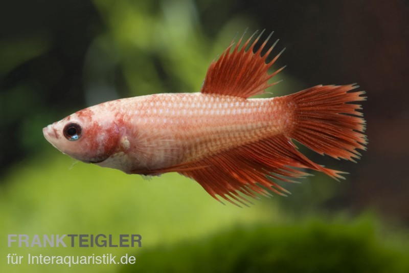 Crown Tail Kampffisch rot, Weibchen, Betta splendens