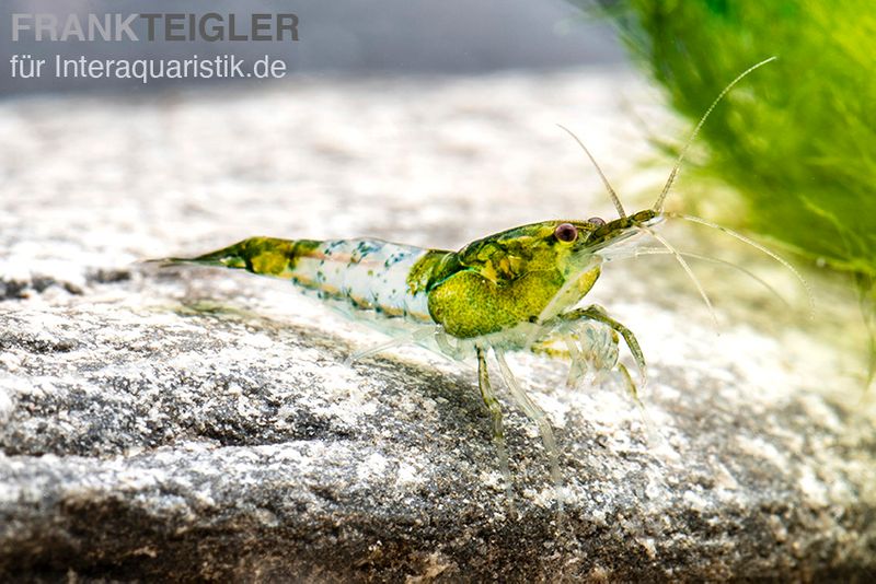 Green Rili Shrimp, Neocaridina davidi