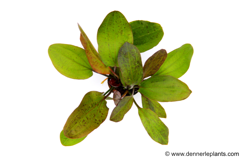 Ozelot-Schwertpflanze, Echinodorus sp., im Topf