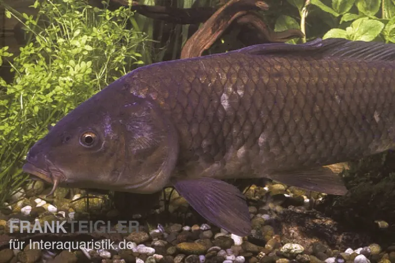 Schuppenkarpfen, Cyprinus carpio, 7-10 cm