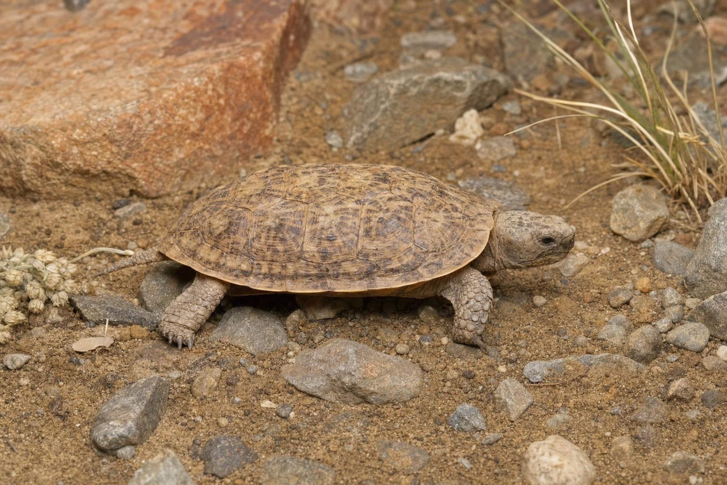 Spaltenschildkröte, Malacochersus tornieri