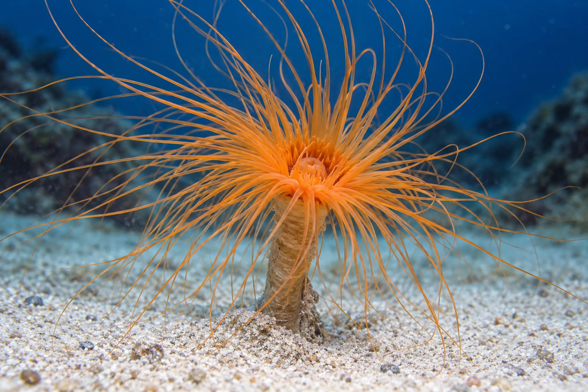Filigrane Zylinderrose „Orange“, Cerianthus filiformis, Größe M–L
