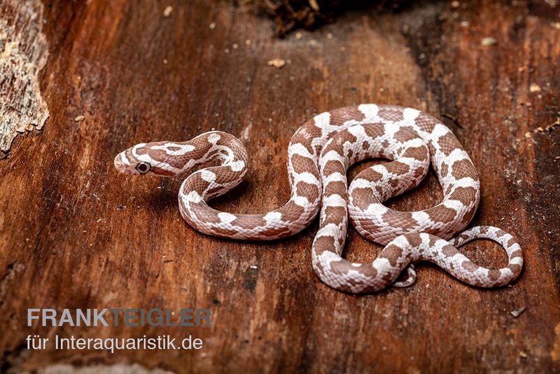 Kornnatter, Pantherophis guttatus, ULTRAMEL ANERY