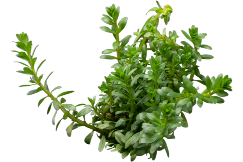 Nanjenshan Rotala, Rotala boschii, im Topf