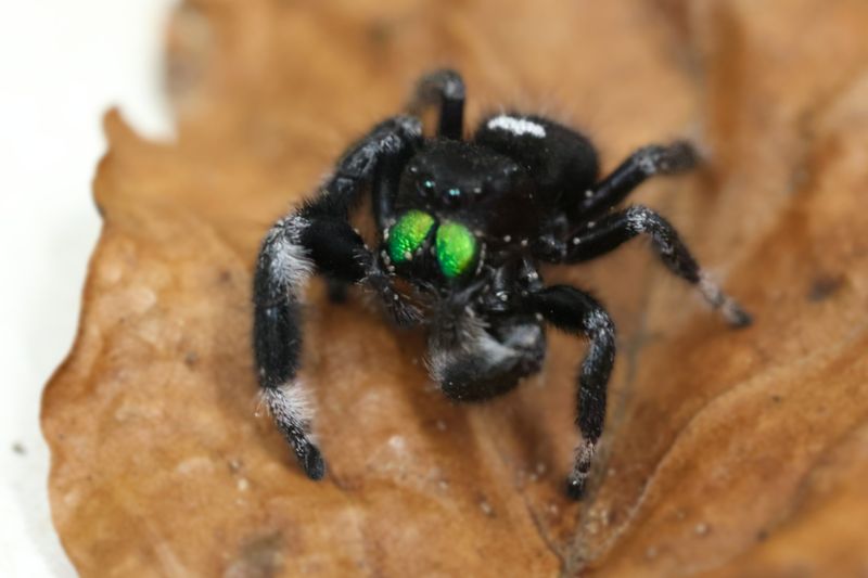 Königliche Springspinne, Phidippus regius