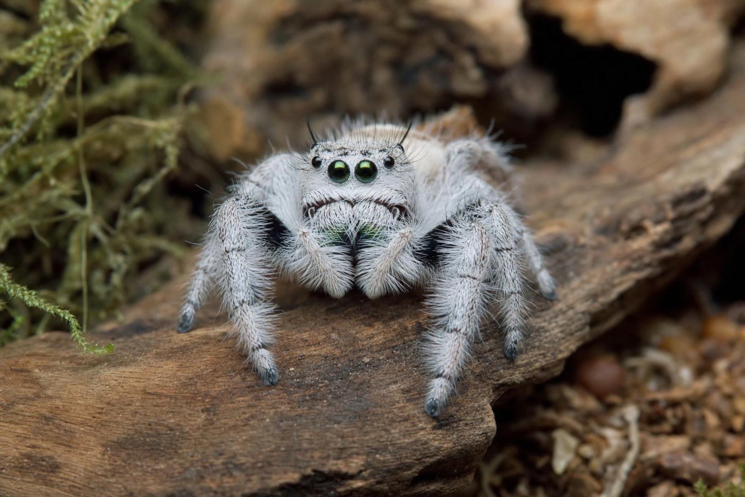 Königsspringspinne „Light“, Phidippus regius