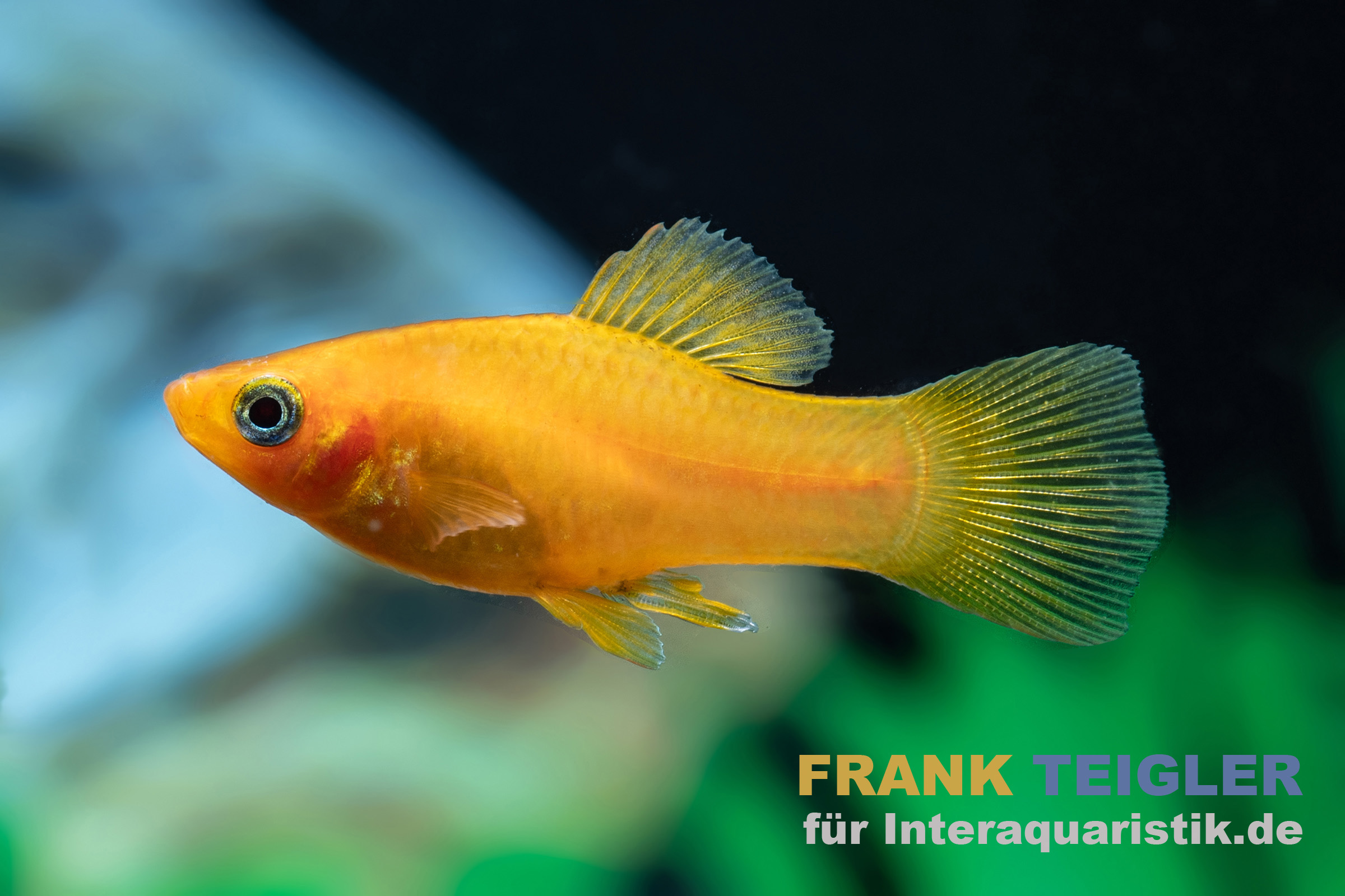 Gelb-orange Aquarienfisch seitlich vor dunklem Hintergrund