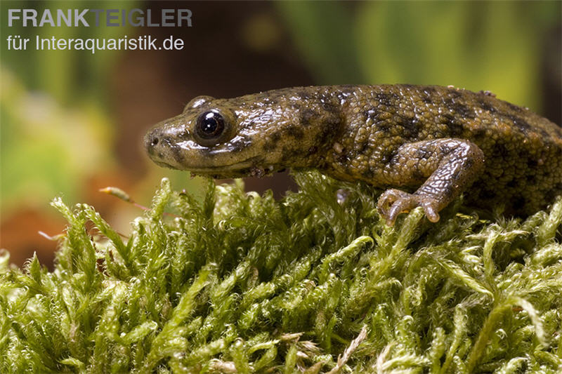 Spanischer Rippenmolch, Pleurodeles waltl