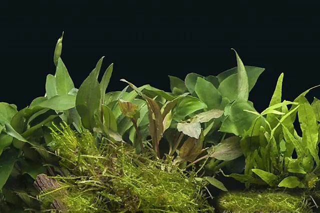 Aquarienpflanzen-Sortiment "Buntbarsch" für 60 cm Aquarium, Aquarienpflanzen-Set