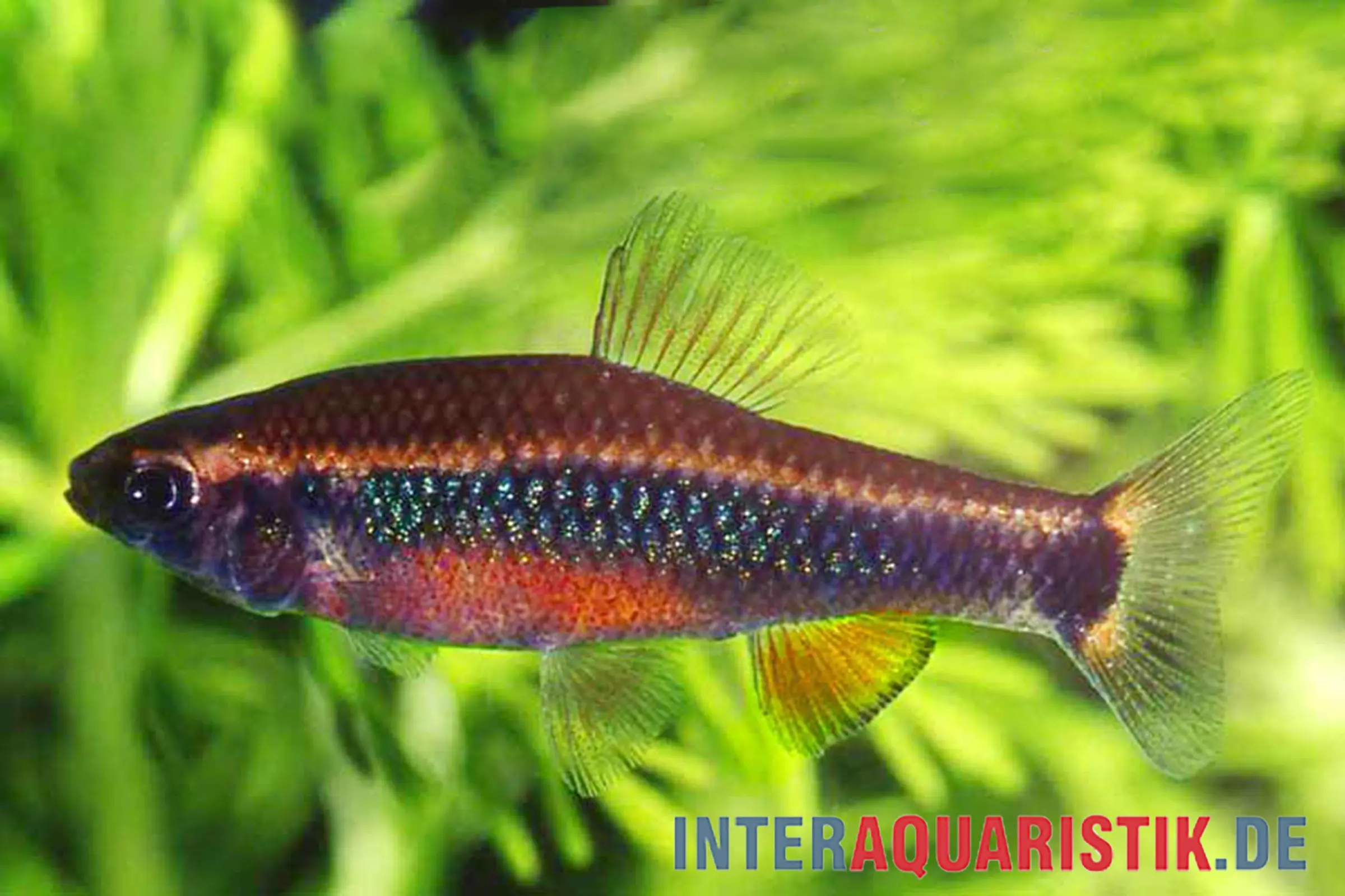 Ansorge-Prachtkärpfling, Neolebias ansorgii