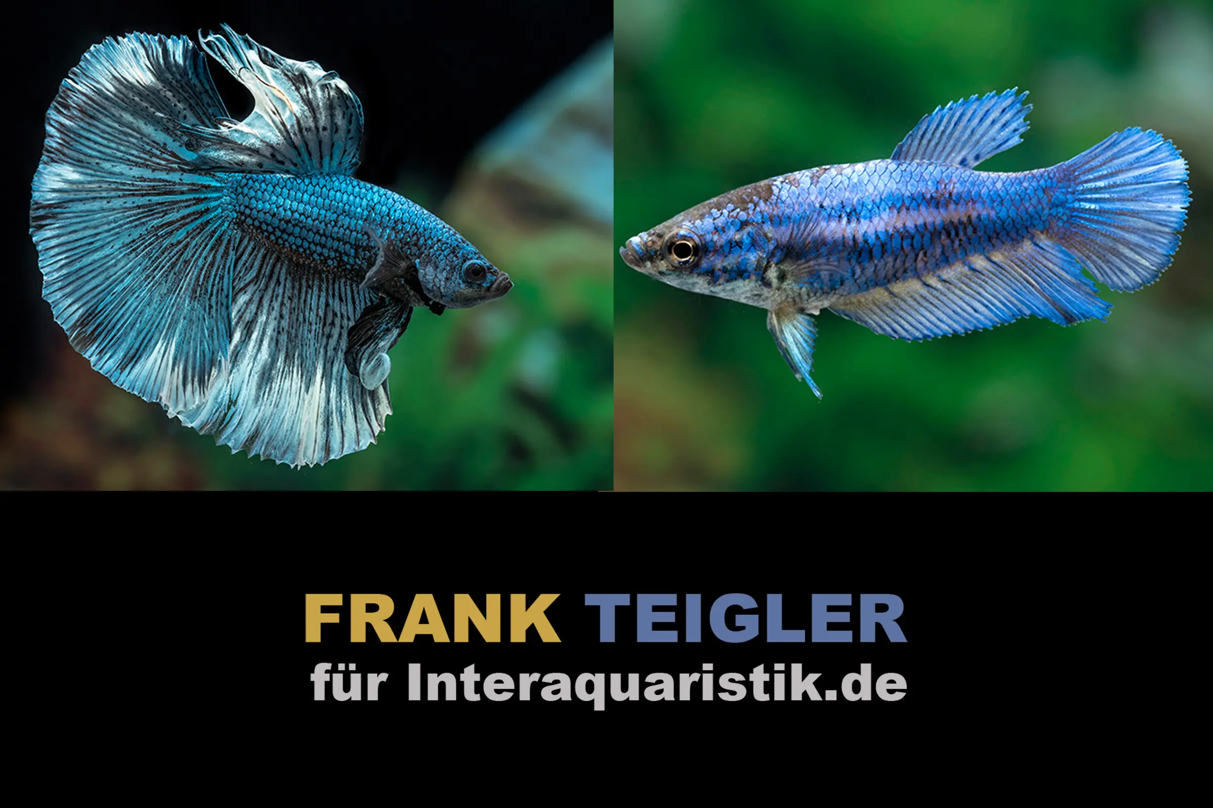 Paar: Halfmoon Kampffisch Copper blue, Betta splendens