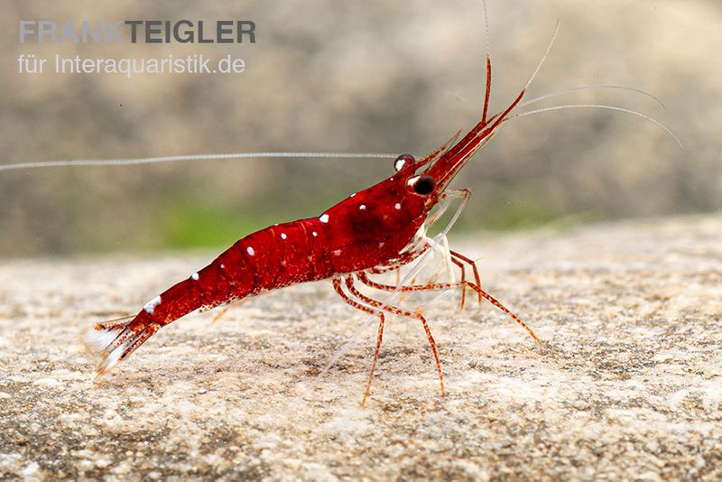 Weißpunkt-Kardinals-Garnele, Caridina spec. White Spot Red Bee