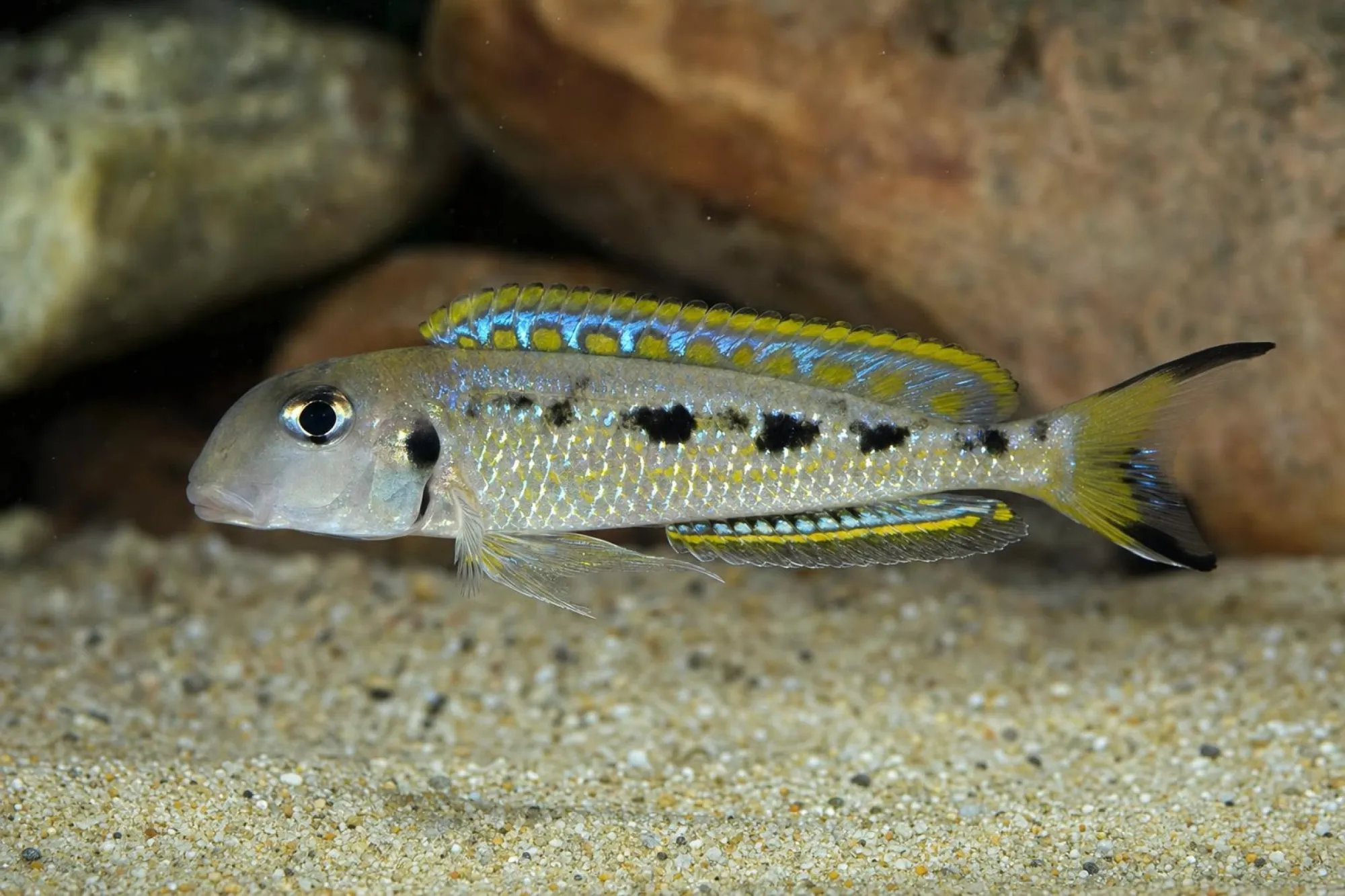 Sandcichlide „Ndole“, Xenotilapia singularis, ca. 3,0-4,0 cm