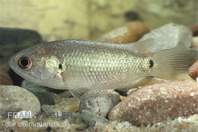 Kletterfisch, Anabas testudineus