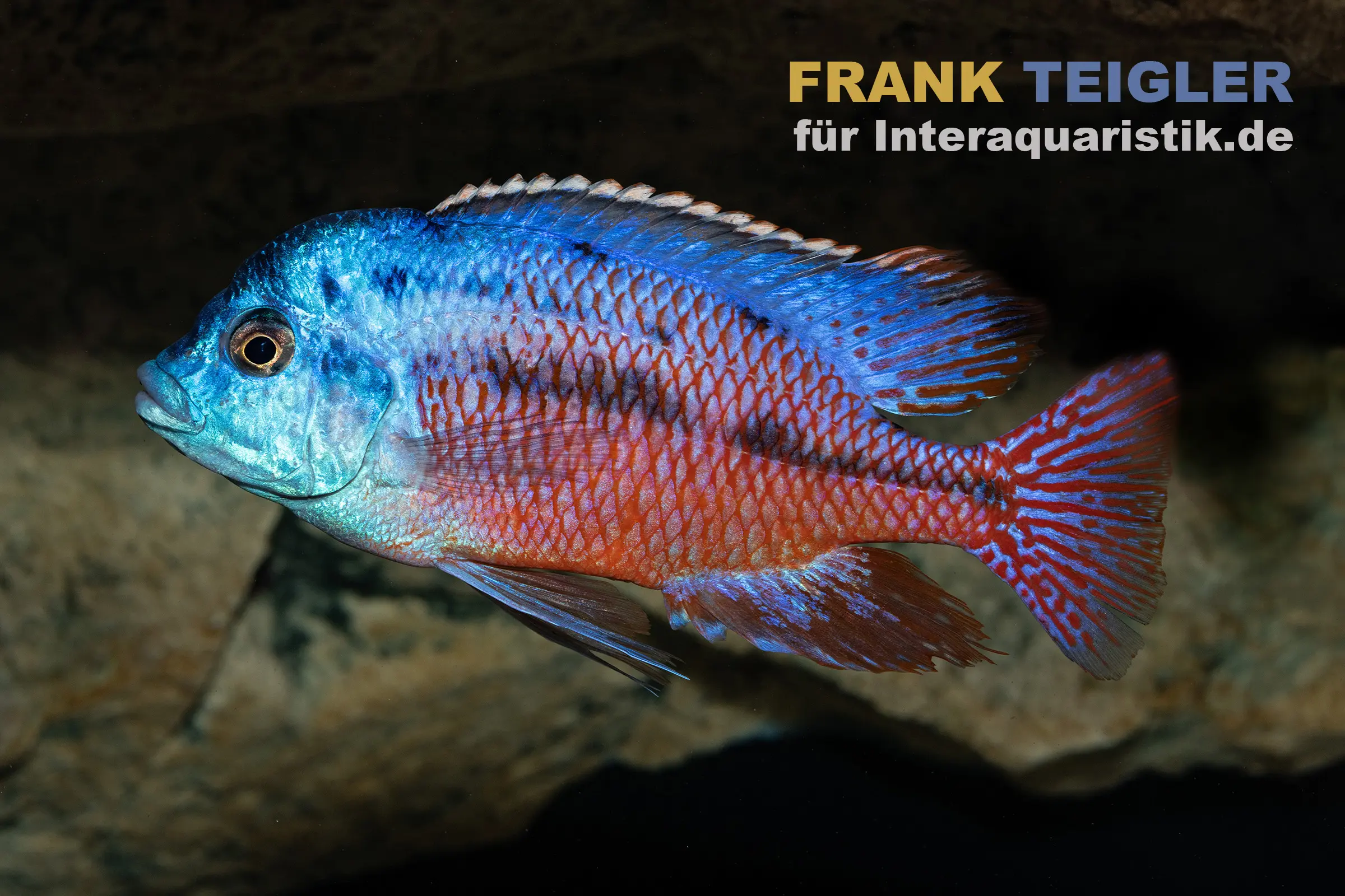 Nahaufnahme eines blau-roten Malawi-Buntbarsches
