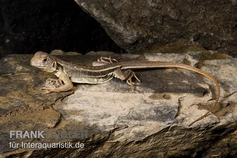 Schmetterlingsagame, Leiolepis belliana