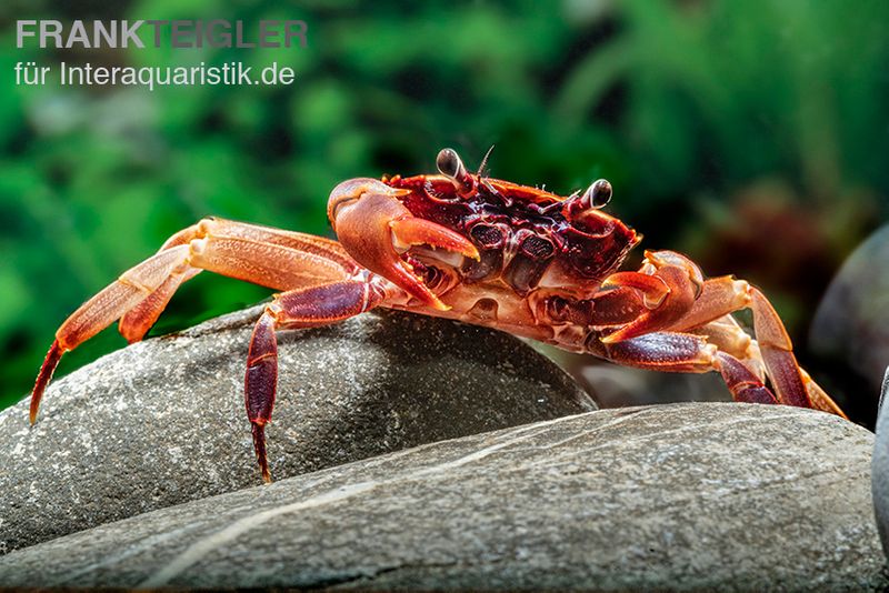 Kirschrote Towutikrabbe, Parathelphusa sp., Zufällig ausgewählt