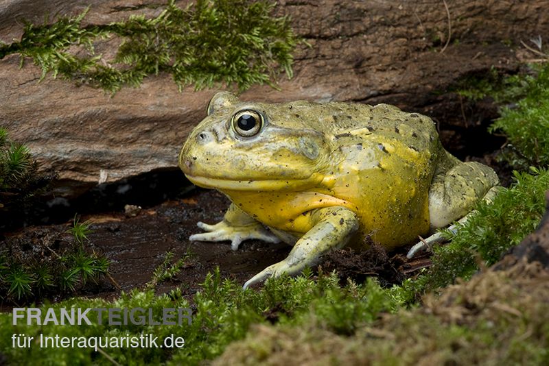 Afrikanischer Ochsenfrosch, Pyxicephalus adspersus