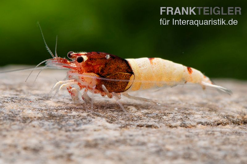 Red Pinto Garnele Mix, Caridina spec. Red Pinto Taiwan