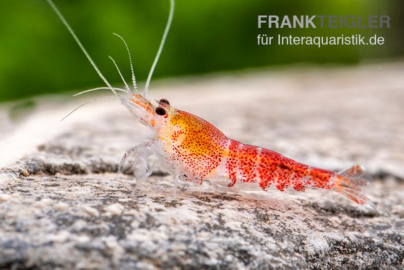 Super Crystal Red Garnele, Caridina logemani