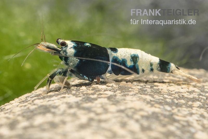 Black Pinto Garnele Mix, Caridina spec. Black Pinto Taiwan