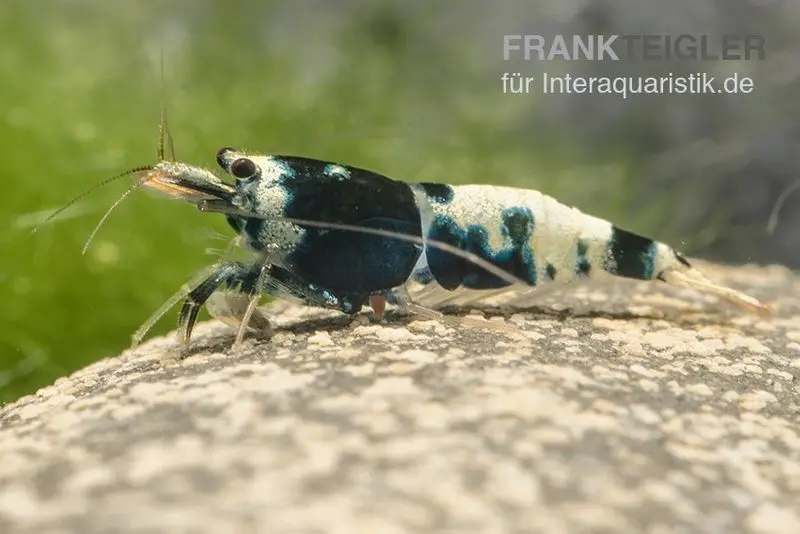 Black Pinto Garnele Mix, Caridina spec. Black Pinto Taiwan Bee