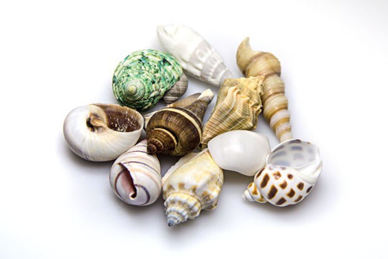 Hobby Sea Shells Set M (10 Stück)