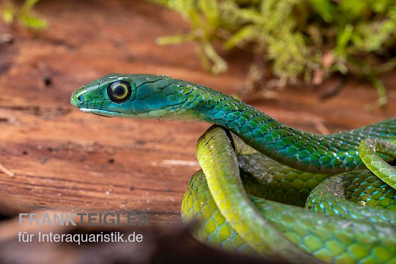 Afrikanische Strauchnatter, Philothamnus semivariegatus