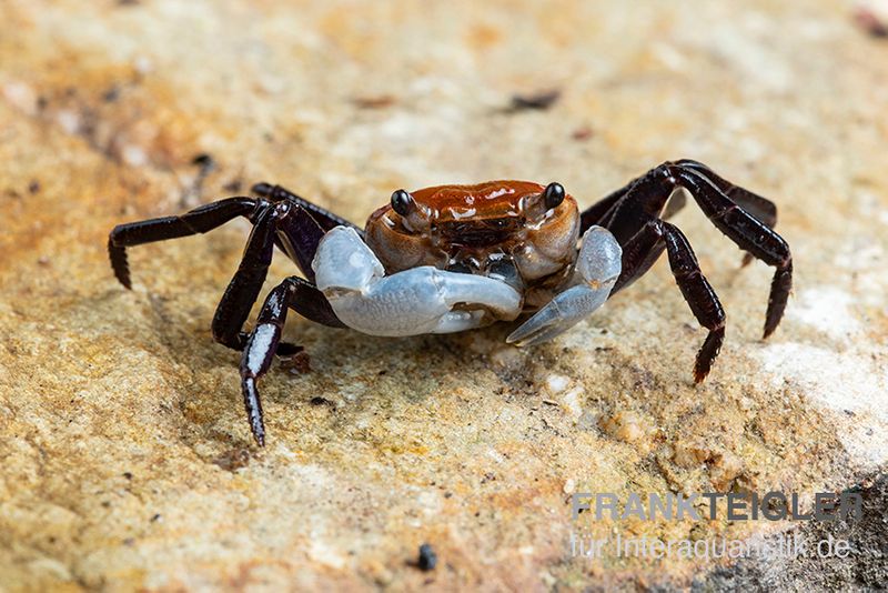 Porzellan-Landkrabbe, Lepidothelphusa sp., Zufällig ausgewählt