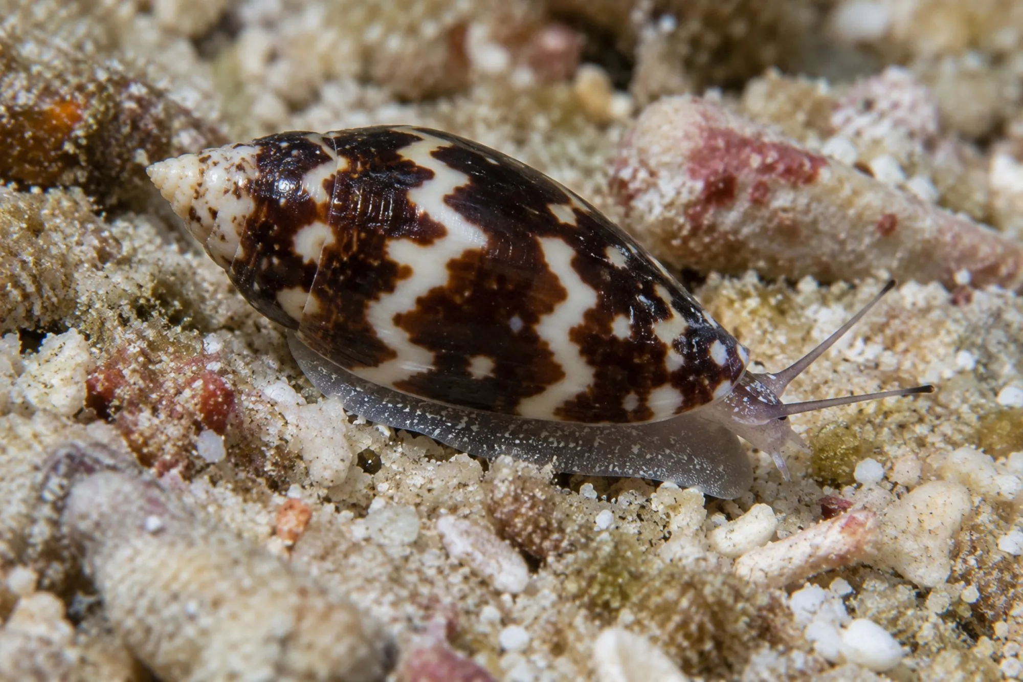 Täubchenschnecke, Pictocolumbella ocellata
