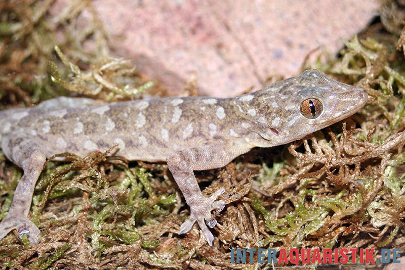 Marmorgecko, Gekko grossmanni