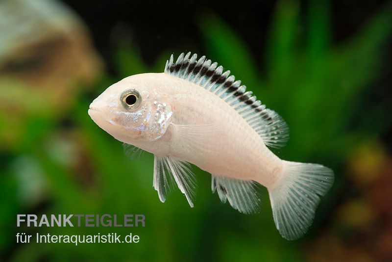 Weisser NKAHLI-Labidochromis, Labidochromis spec. NKAHLI, DNZ